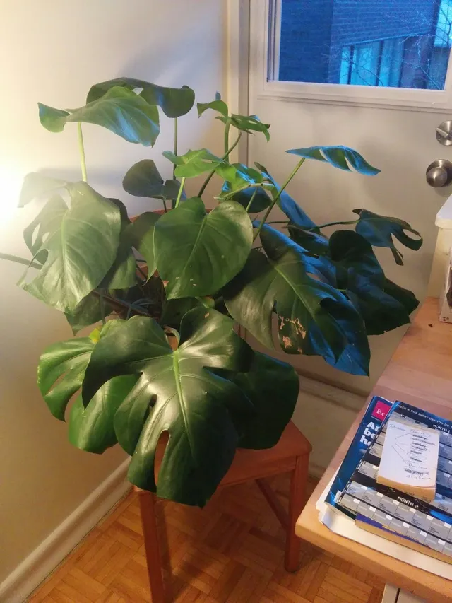 Big Swiss Cheese Plant photo 1