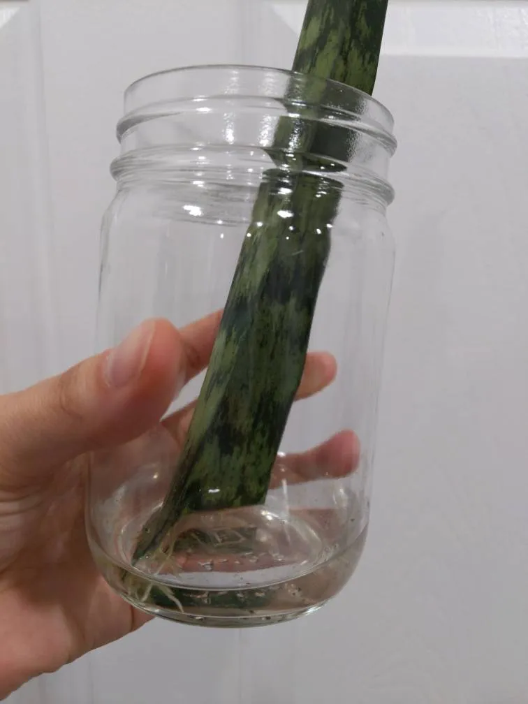 Rooted Snake Plants photo 1