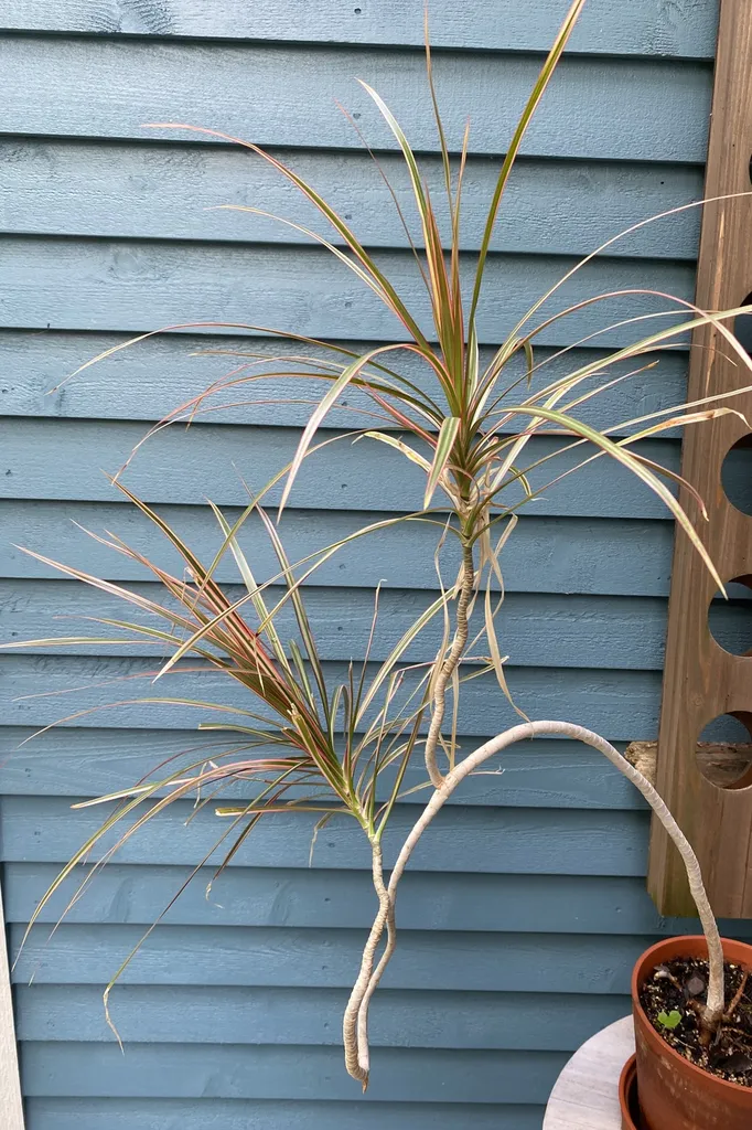 Potted Plant photo 1