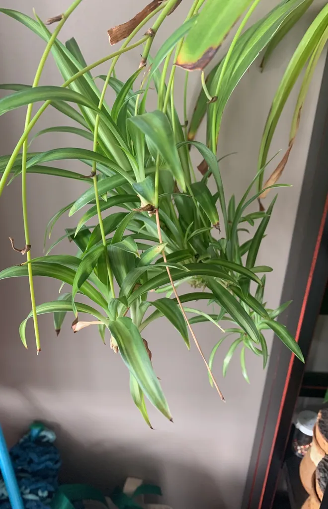 Spider Plant Babies photo 1