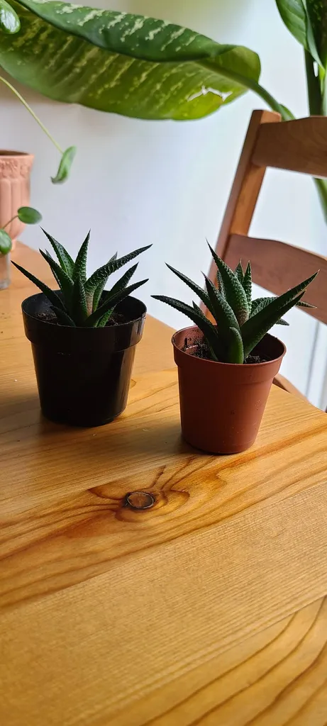 Haworthia Limfolia (Fairy Washboard) rooted pups photo 1