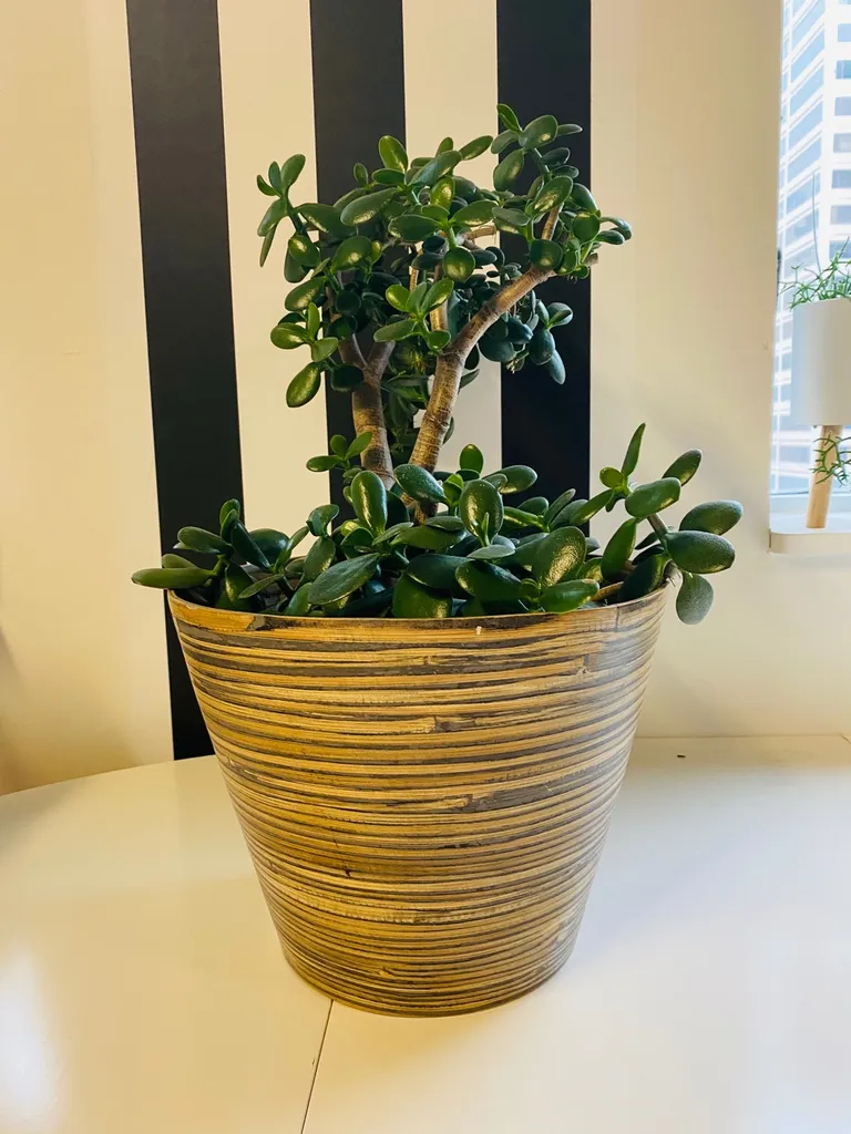 12 Inch Bamboo Planter photo 1