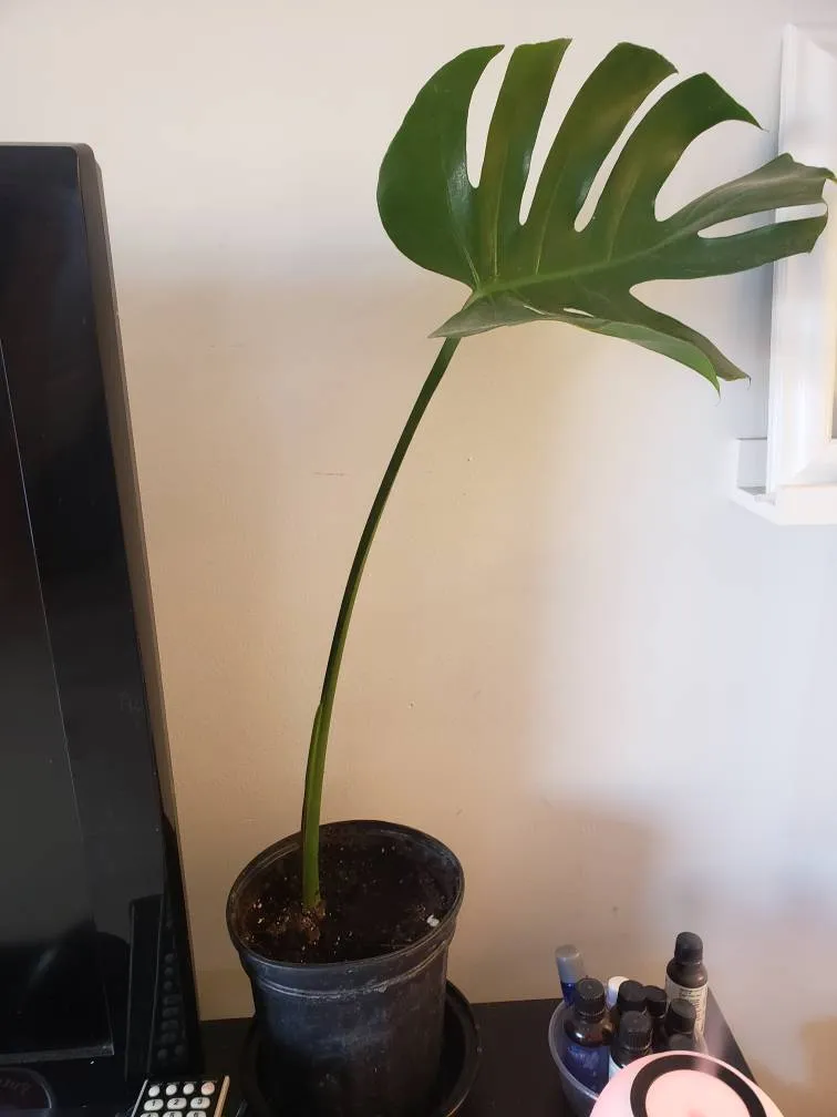 Monstera Plant Jane And Annette photo 1