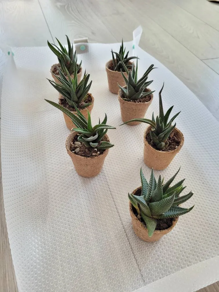 Haworthia Succulents In Jiffy Pots 🪴 photo 1