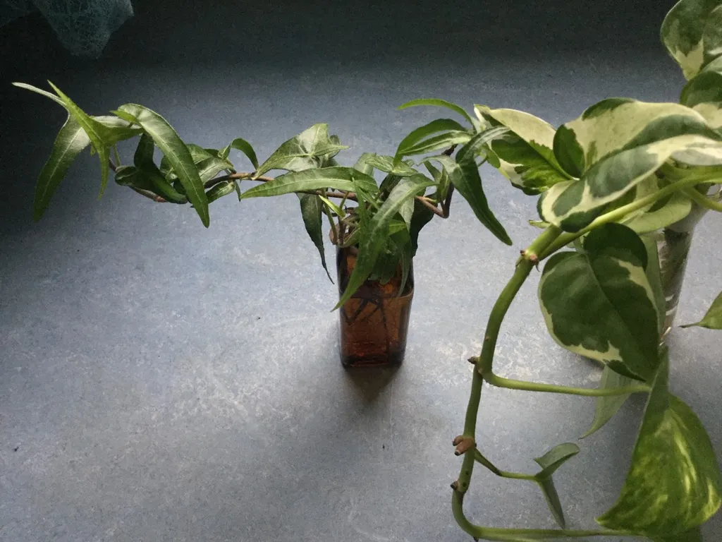 rooted ivy (funky variety) photo 1