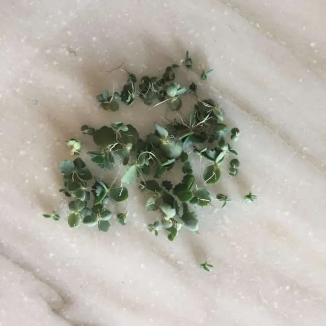 More Kalanchoe Mother Of Thousands photo 1