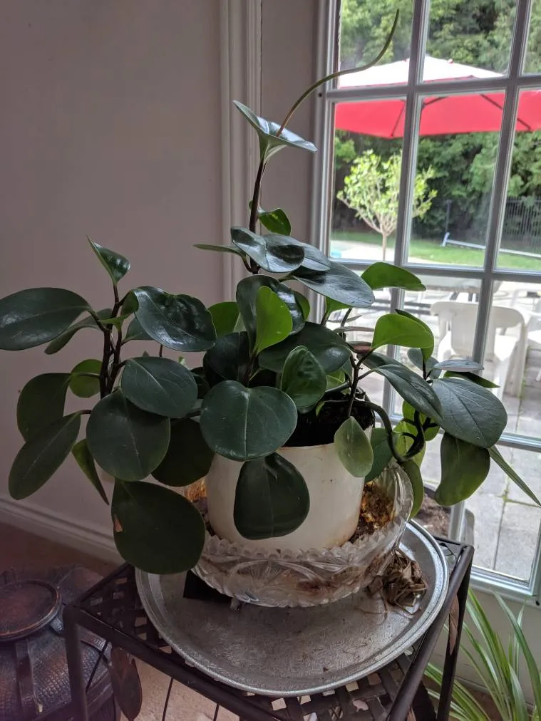 Large peperomia Succulent photo 1