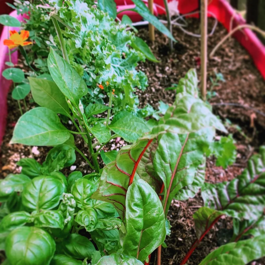 Companion Planting Seed Tape photo 1