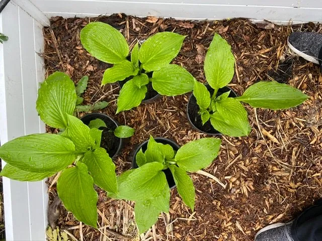 Hosta Plants photo 1