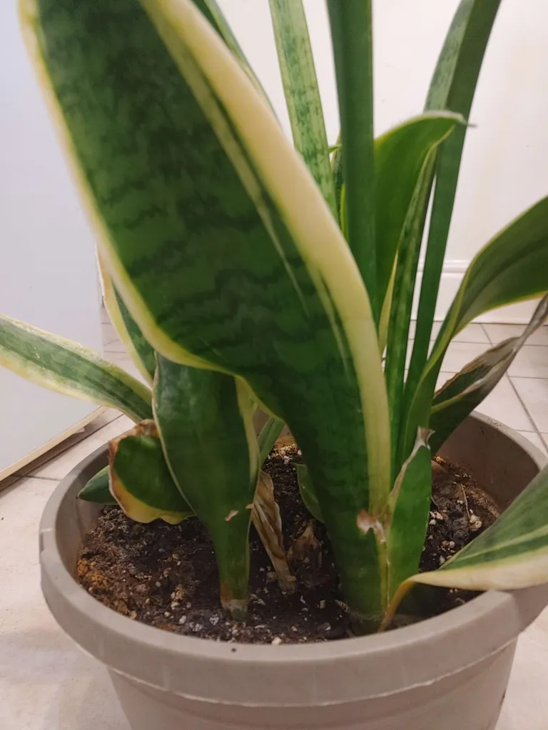 Sansevieria photo 1