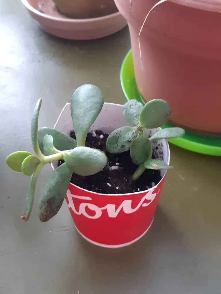Jade Plant Seeks Loving Home photo 1