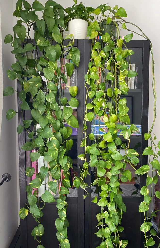 Pothos cuttings 🌱 photo 1