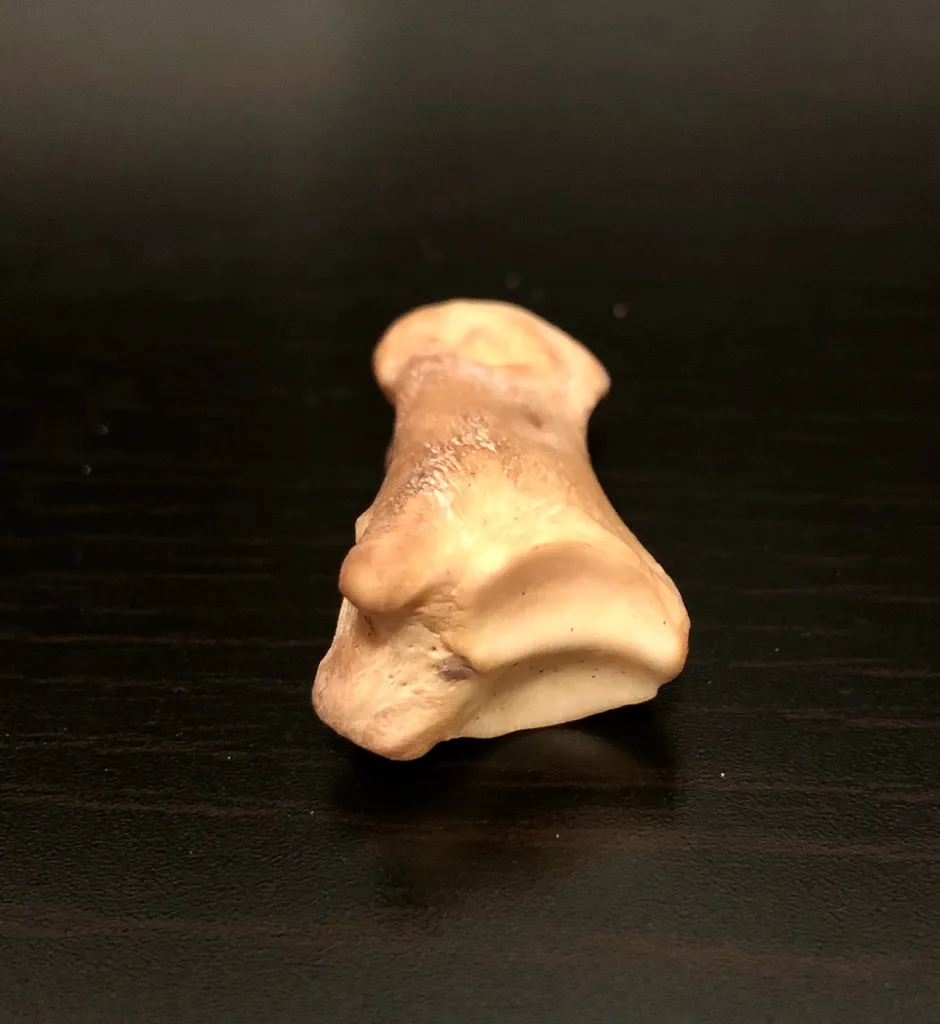 Tooth photo 1