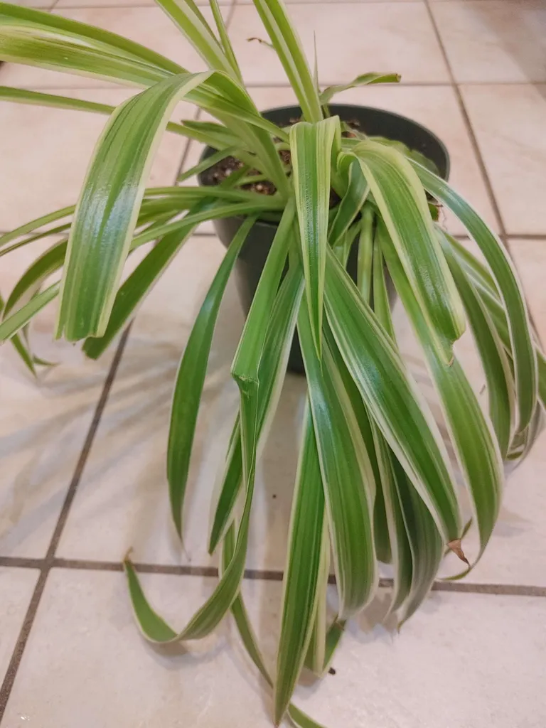 Spider 🕷️ plant photo 1