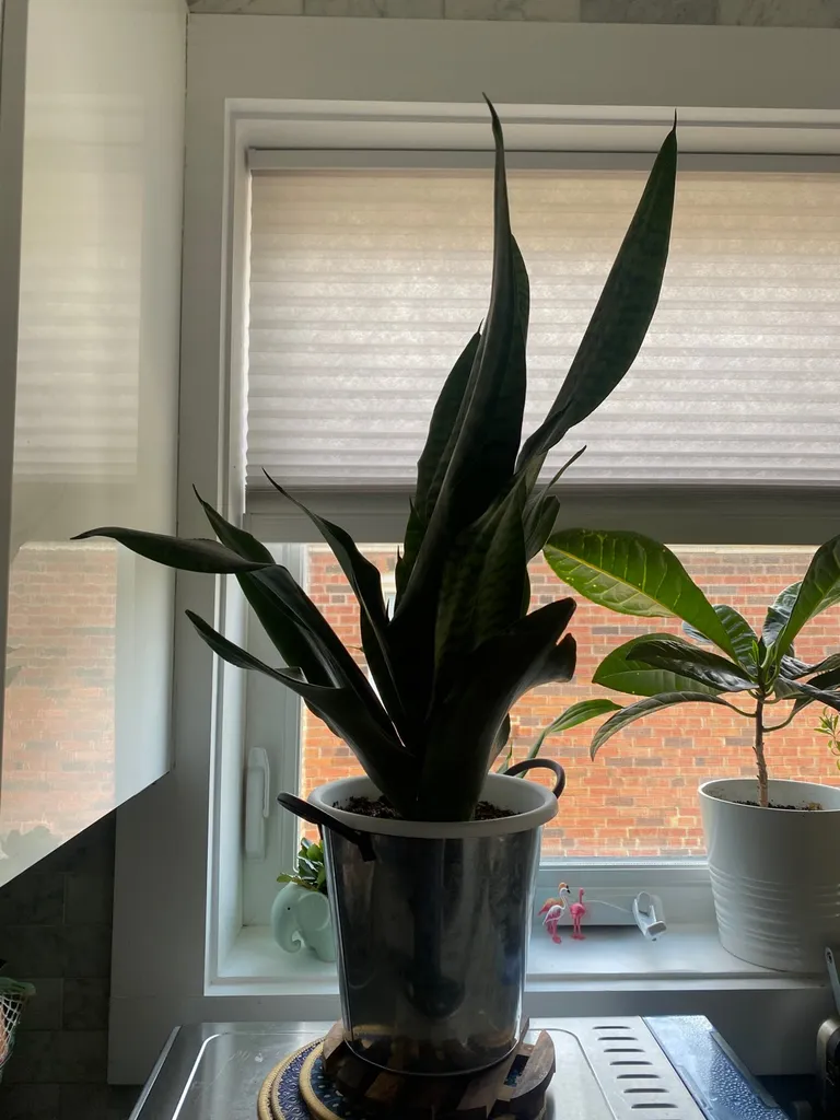 Snake plant photo 1