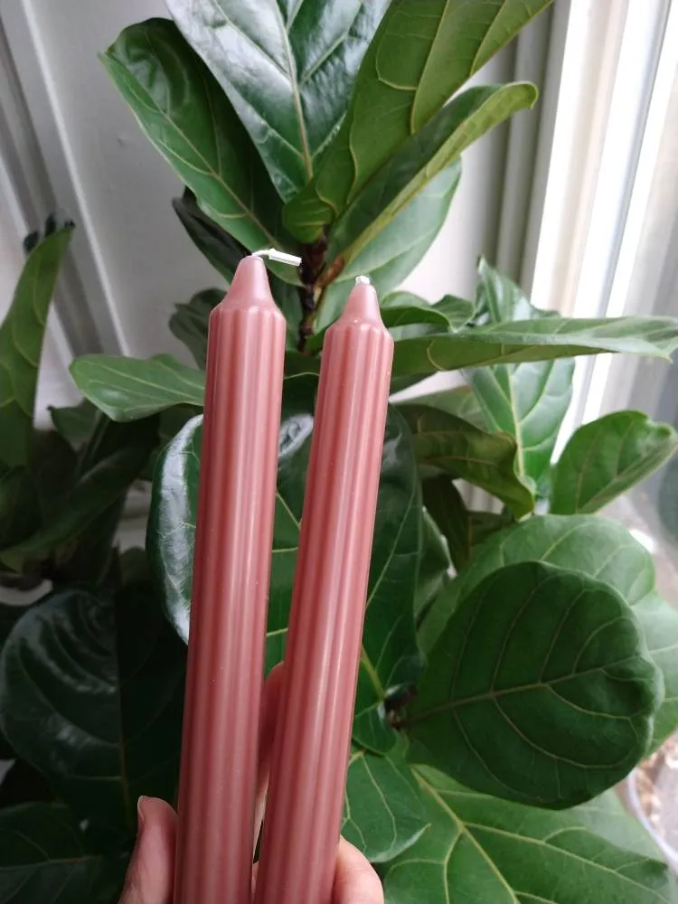 Ribbed Candle Sticks photo 1