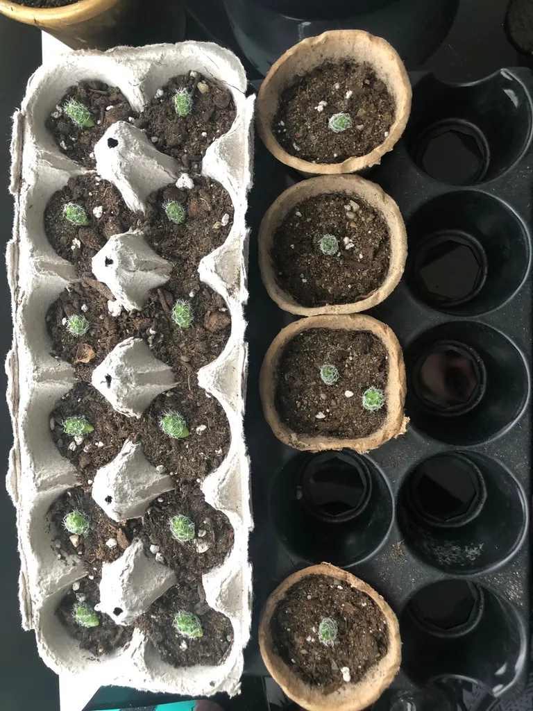 Thimble Cactus Babies photo 1