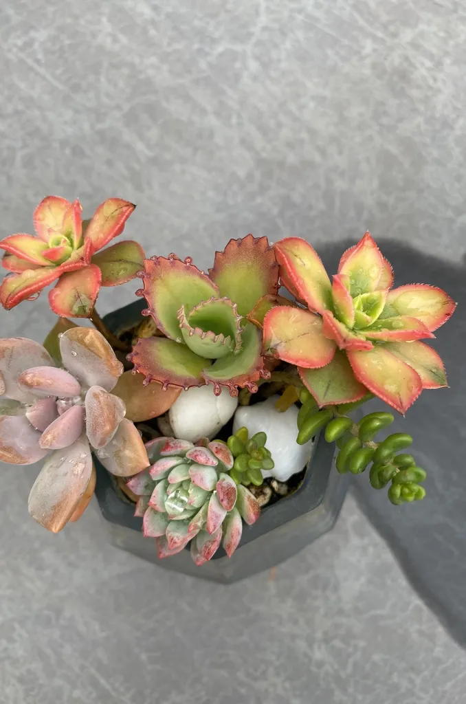 Succulents photo 1