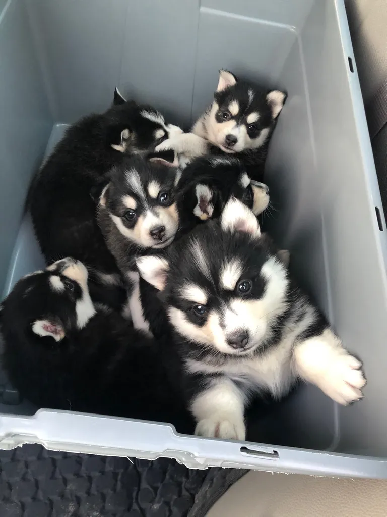 ISO: Puppy Supplies photo 1