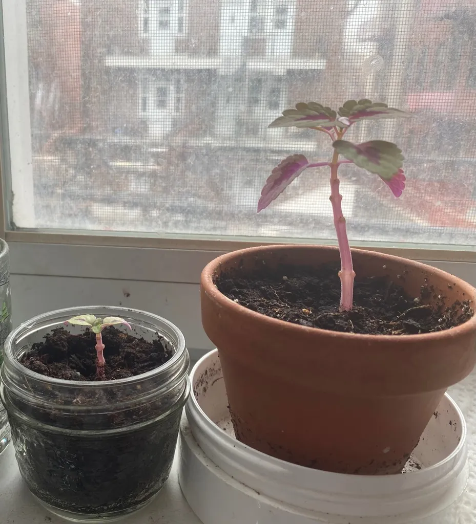 Coleus Plants! photo 1