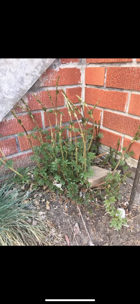 Hops Rhizomes photo 1