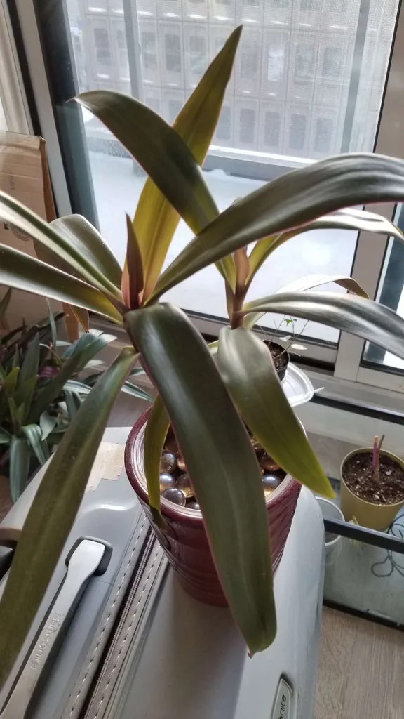 Purple Rhoeo aka Moses-in-the-Cradle Plant photo 1