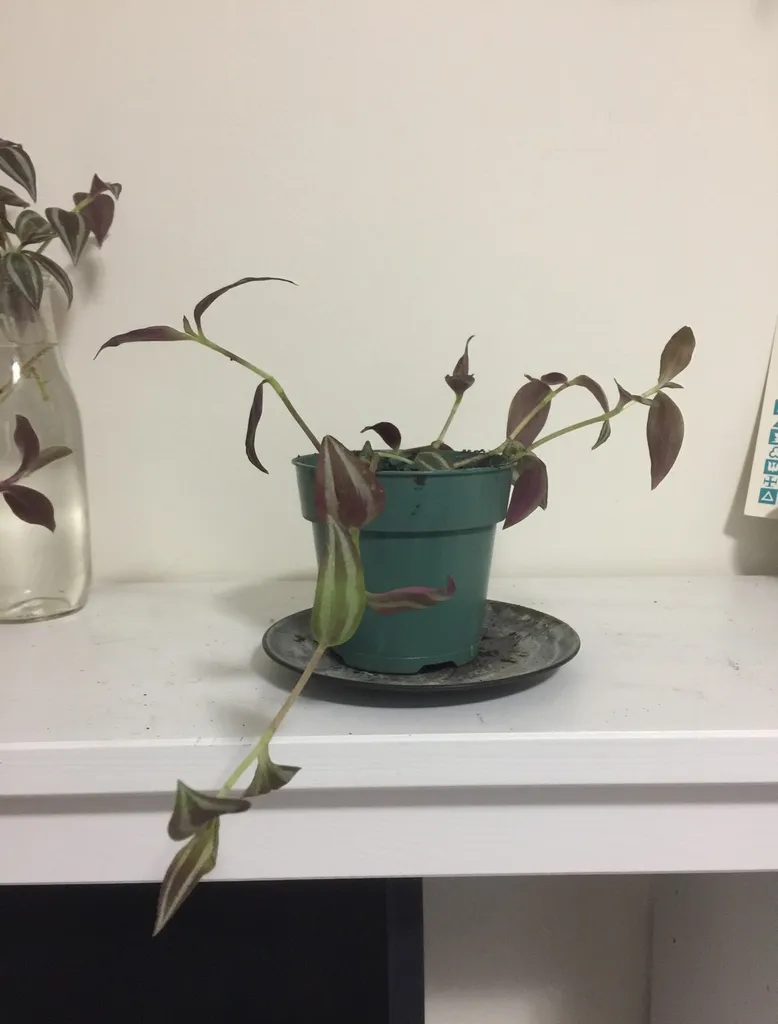 Tradescantia Zebrina Plant (Wandering Dude) photo 1