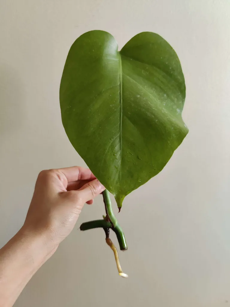 Rooted Monstera Cutting photo 1