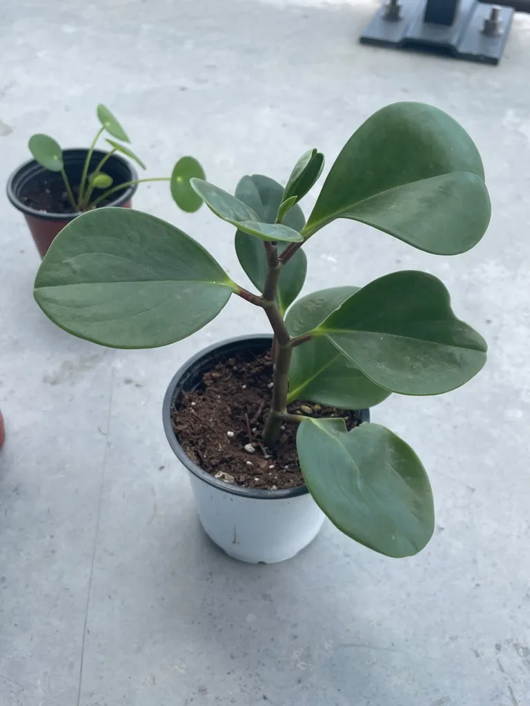 Peperomia Plant photo 1