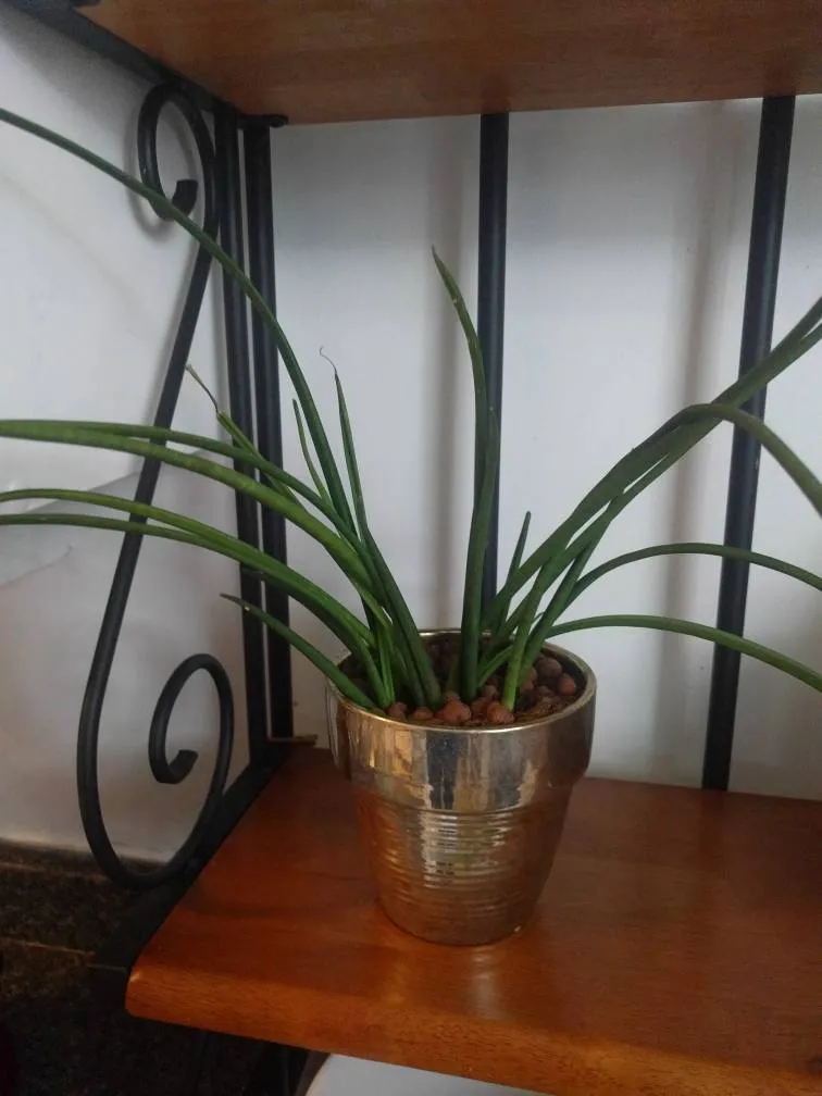Snake Plant photo 1