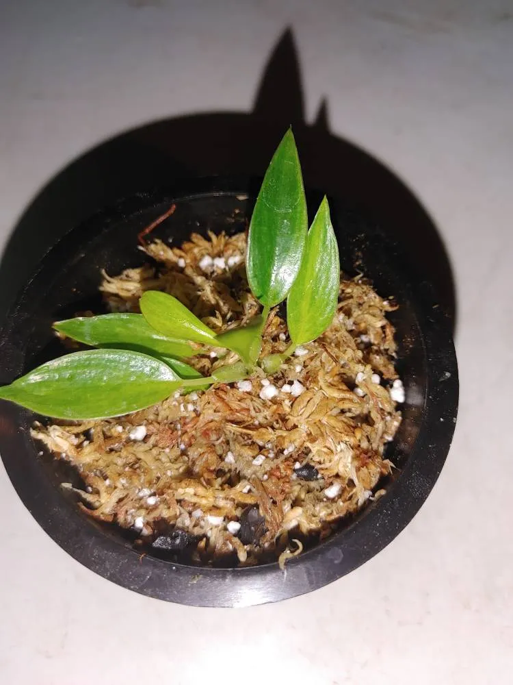 Baby Painted Ladies photo 1