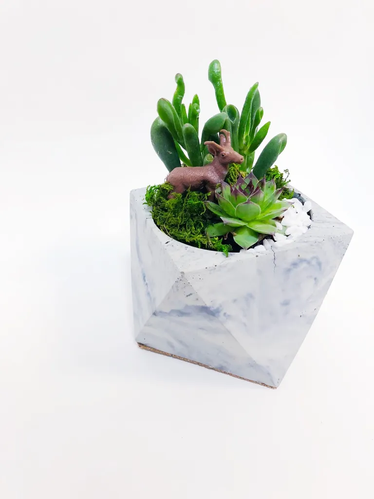 Geometric Succulent garden photo 1