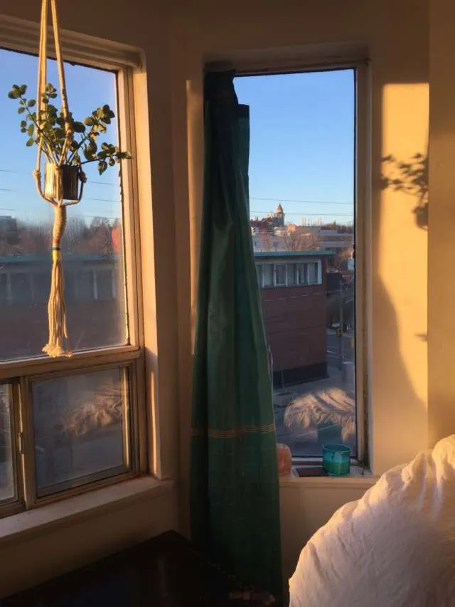 plant hanger photo 1