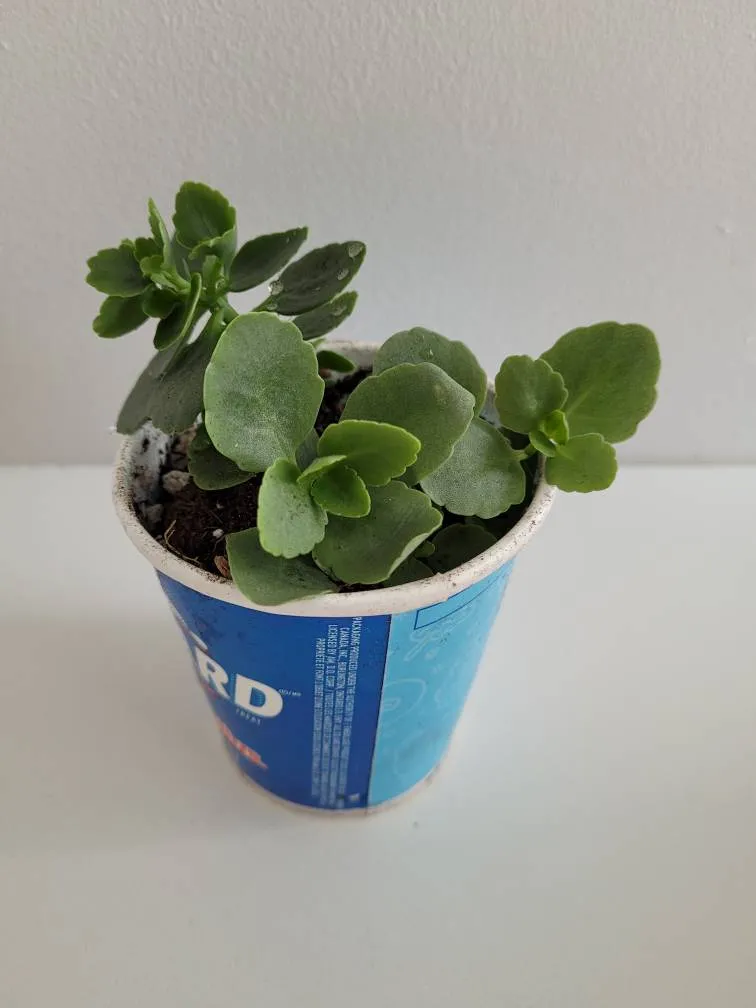 Blooming Kalanchoe With White Flowers 🌱🌸 photo 1
