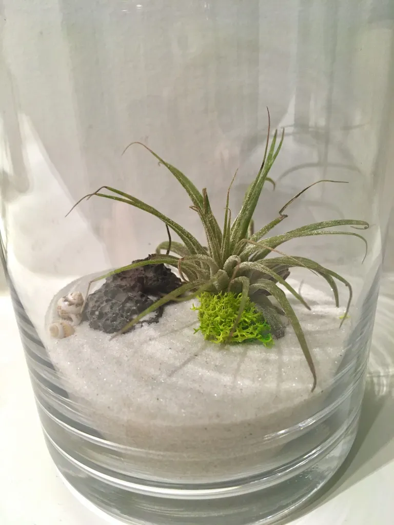 tiny air plant photo 1