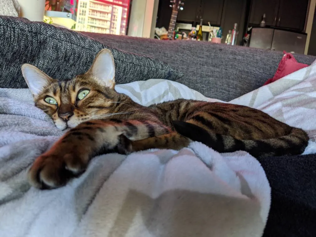 Happy V Day From My Kitty Cat! photo 1