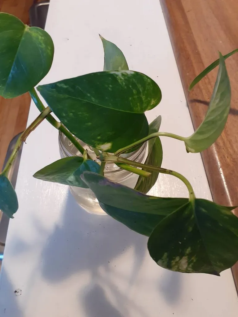 Pothos Cuttings photo 1