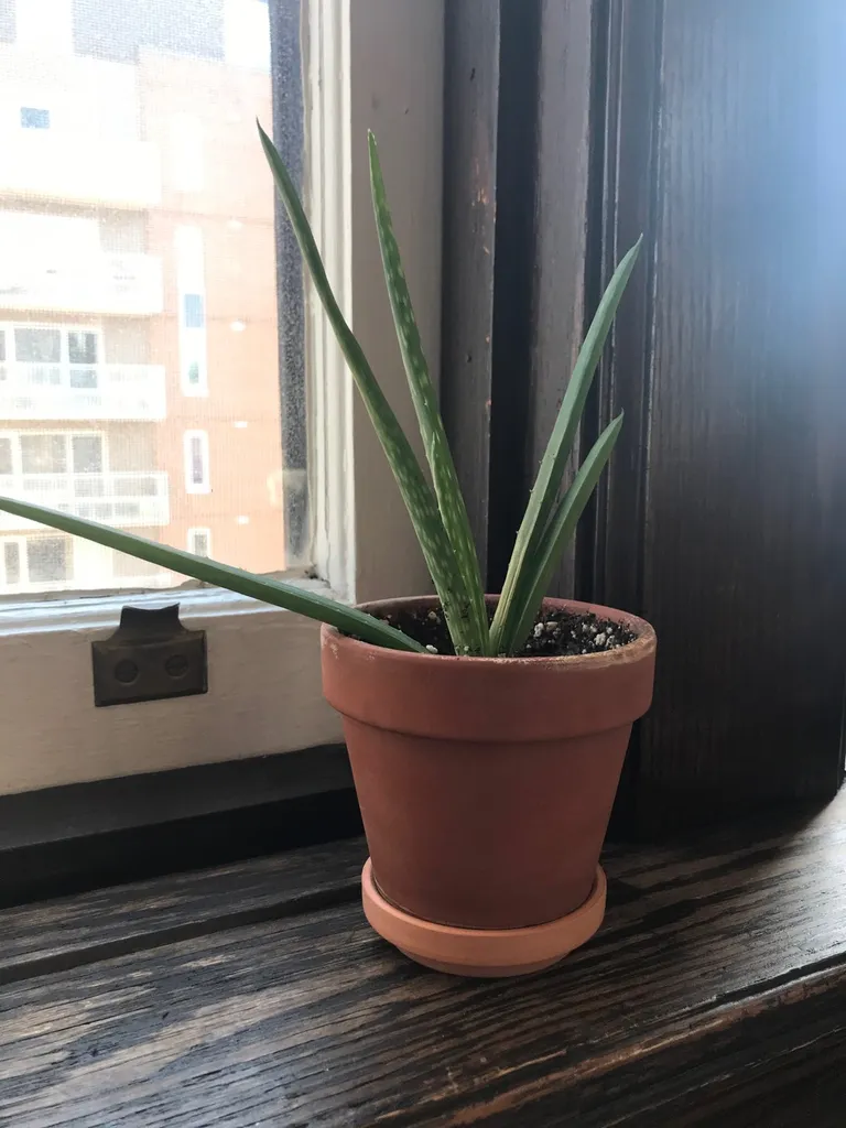 Baby Aloe Plant photo 1
