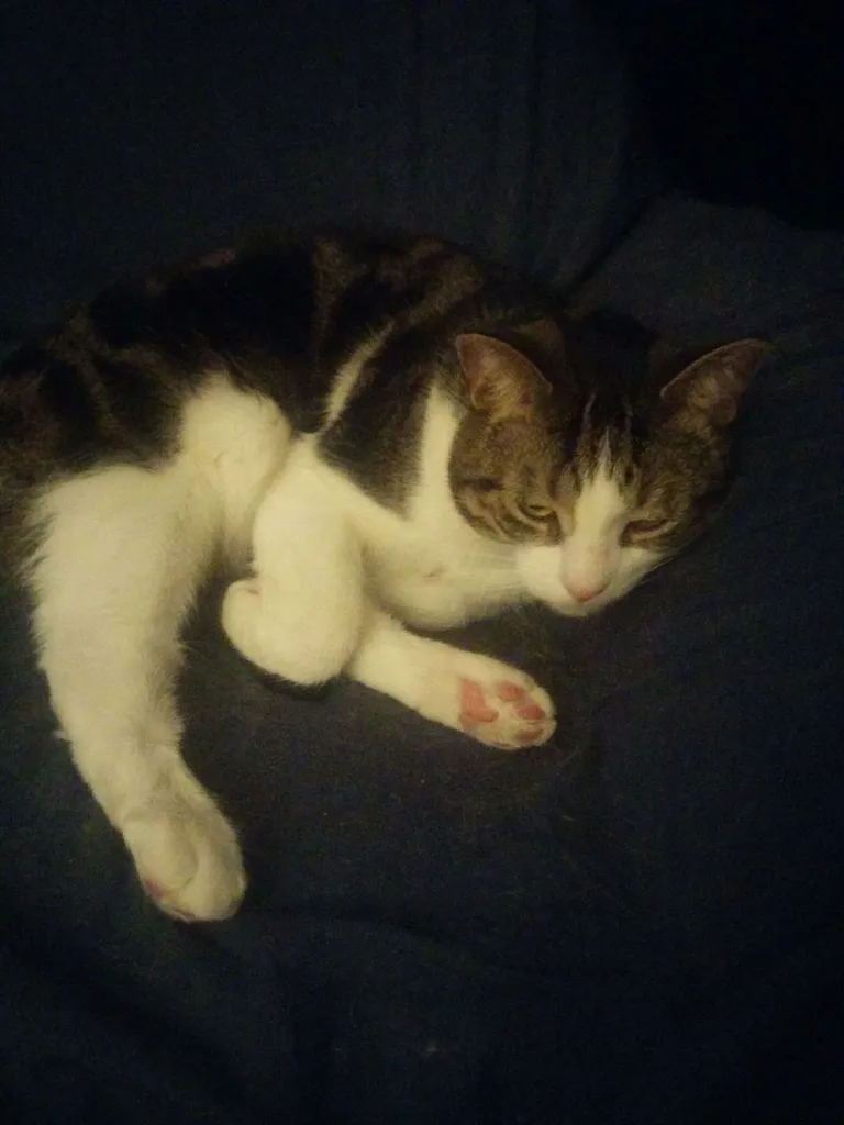 I have a cat so please do not trade with me if you are allerg... photo 1