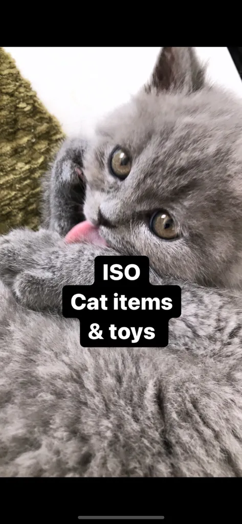 New Kitten Please Let Me Know What You Have photo 1