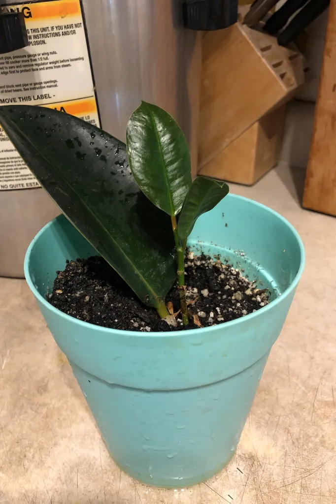 Rubber Plant photo 1