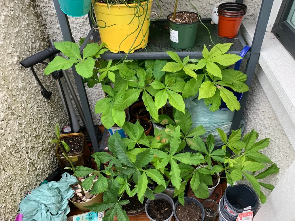 Horse Chestnut Treelings photo 1