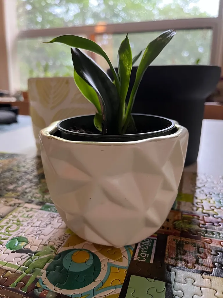 White Plant Pot photo 1