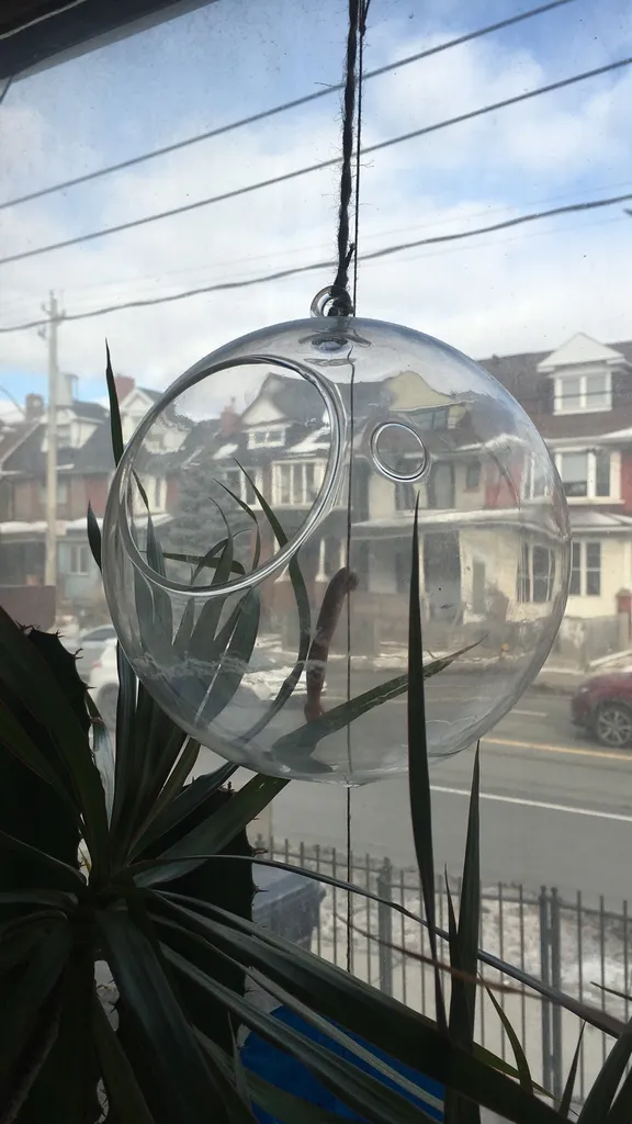 Glass Terrarium, Large photo 1