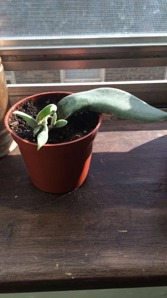 Propeller Plant photo 1