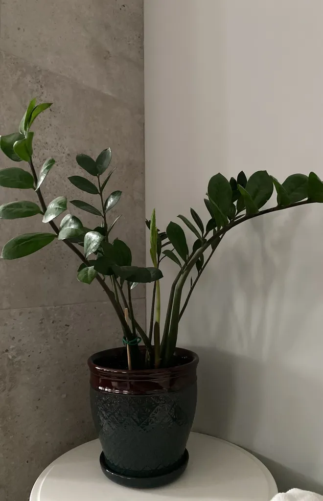 Beautifull  zz plant photo 1