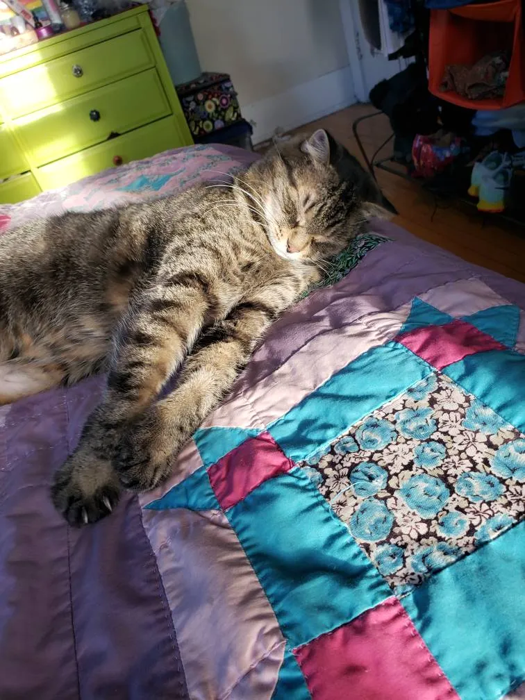 ISO RUGS/CARPETS photo 1