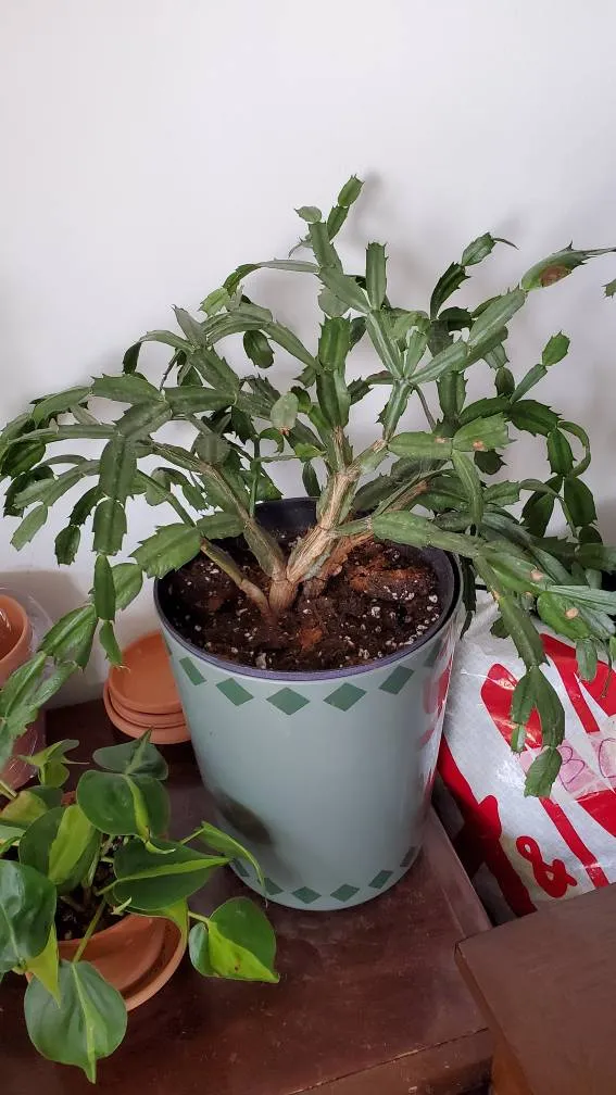 Unhappy Christmas Cactus photo 1