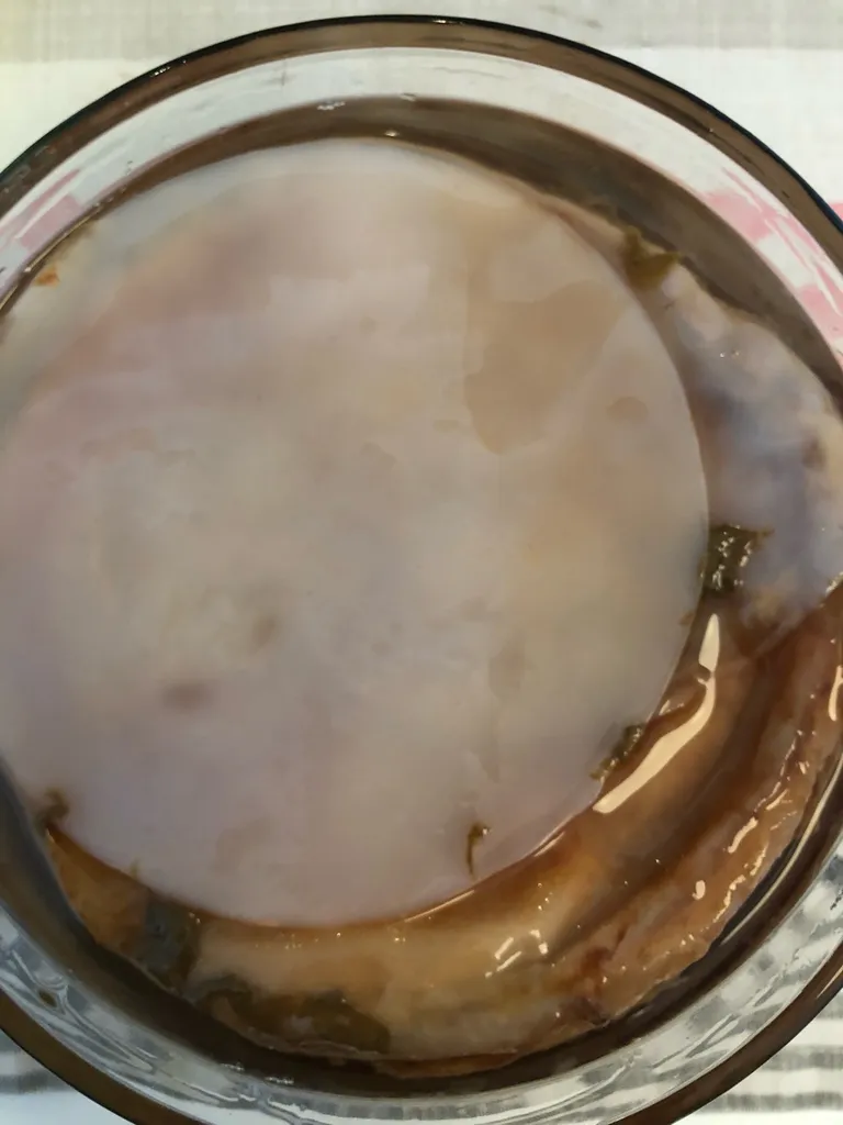 SCOBY for making kombucha photo 1