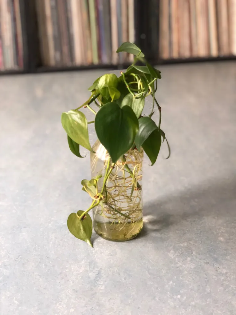 Cute Rooted Plant Buds photo 1